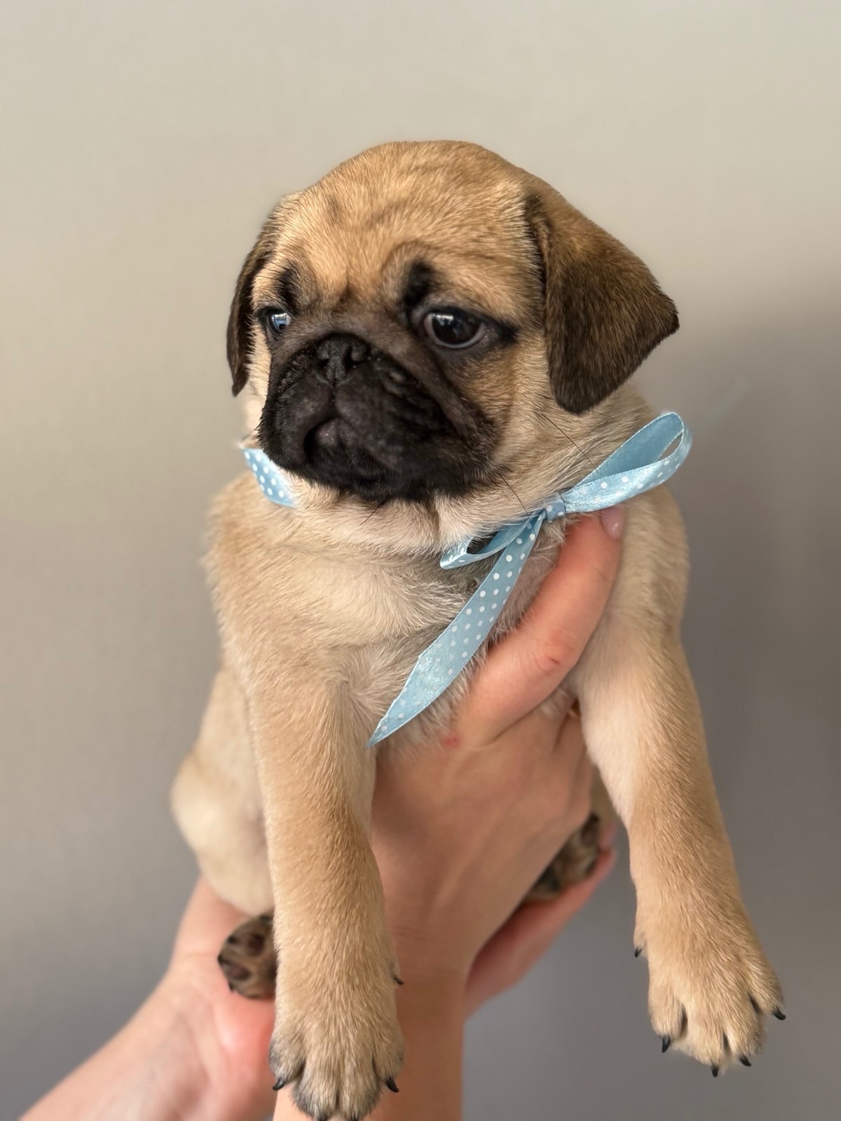 Цуценята мопс