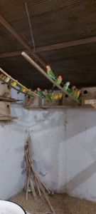 Нерозлучники