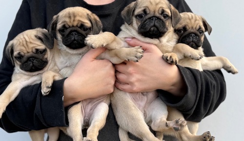 Цуценята мопс