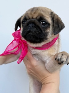 Цуценята мопс