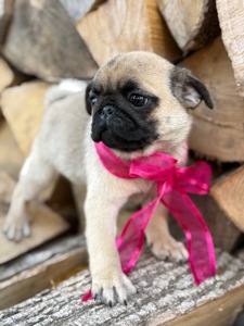 Цуценята мопс