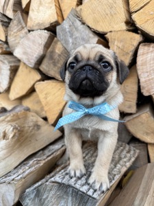 Цуценята мопс