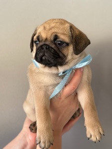 Цуценята мопс