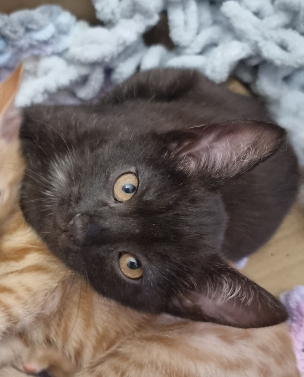 Кошеня хлопчик Драко)