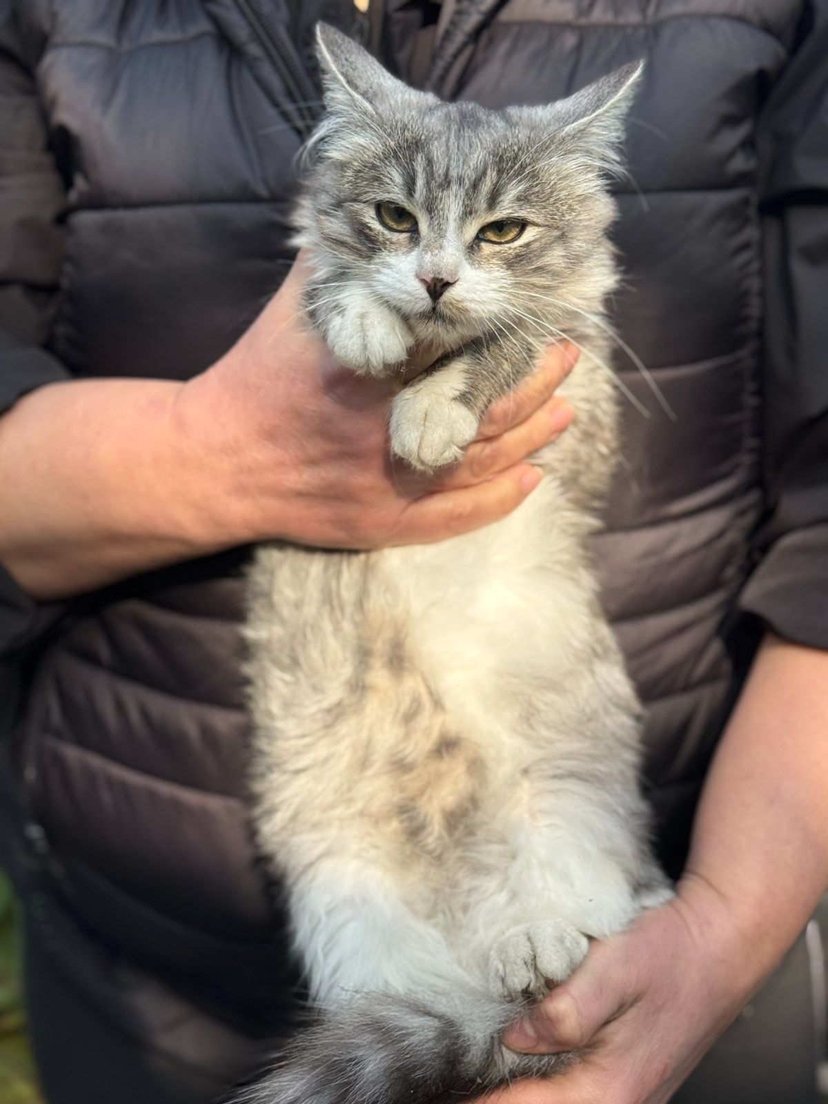 Котята скоттиш-страйд