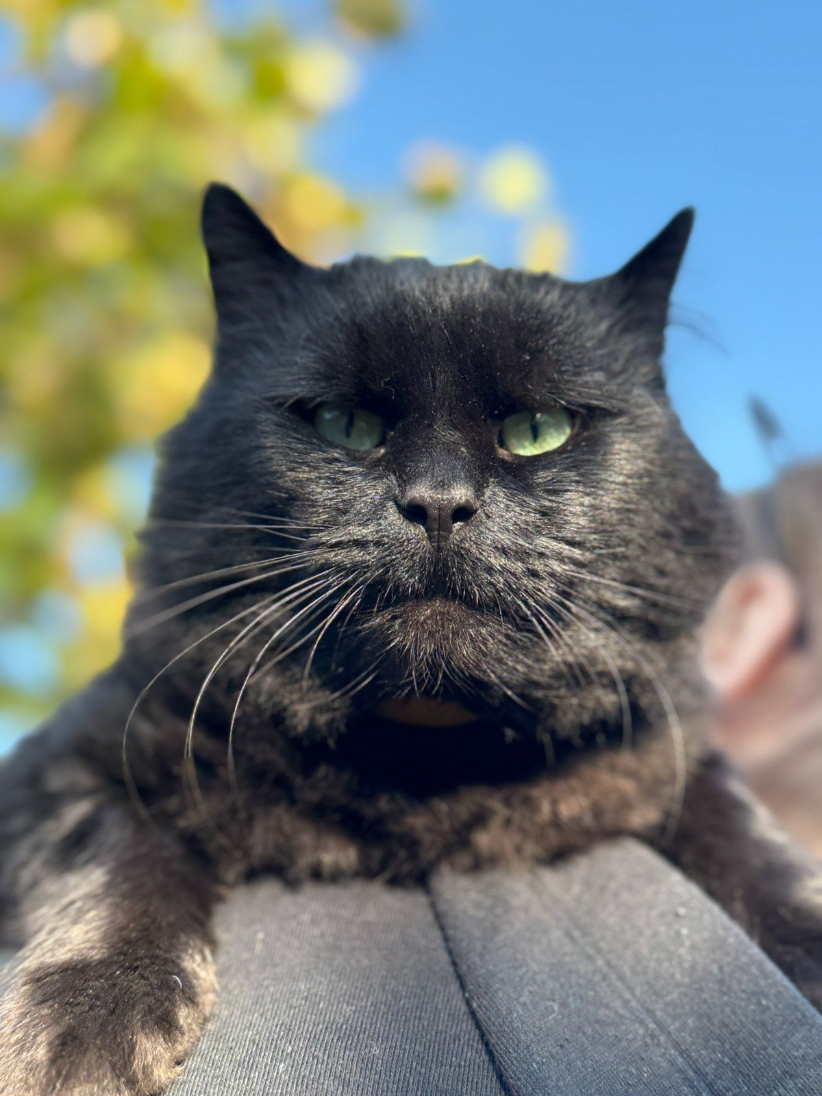 Котята скоттиш-страйд