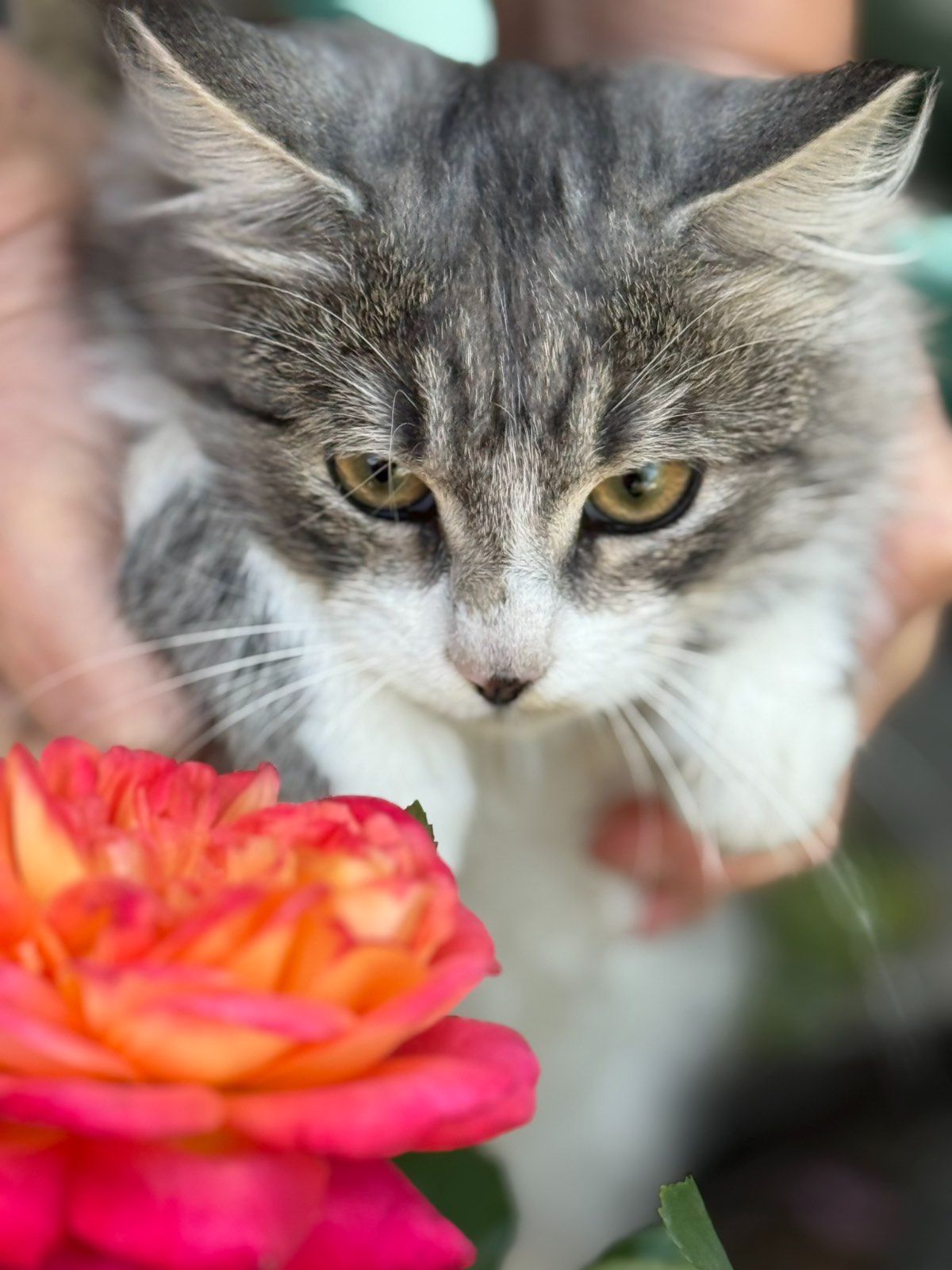 Котята скоттиш-страйд