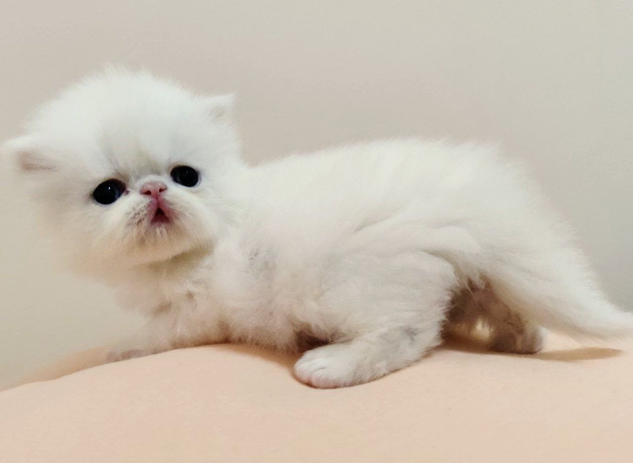 Білосніжні персидські кошенята