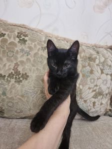 Кошеня хлопчик Драко)