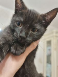 Кошеня хлопчик Драко)