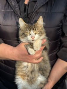 Котята скоттиш-страйд