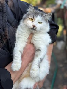 Котята скоттиш-страйд