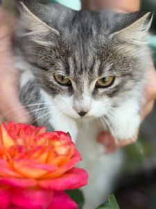 Котята скоттиш-страйд