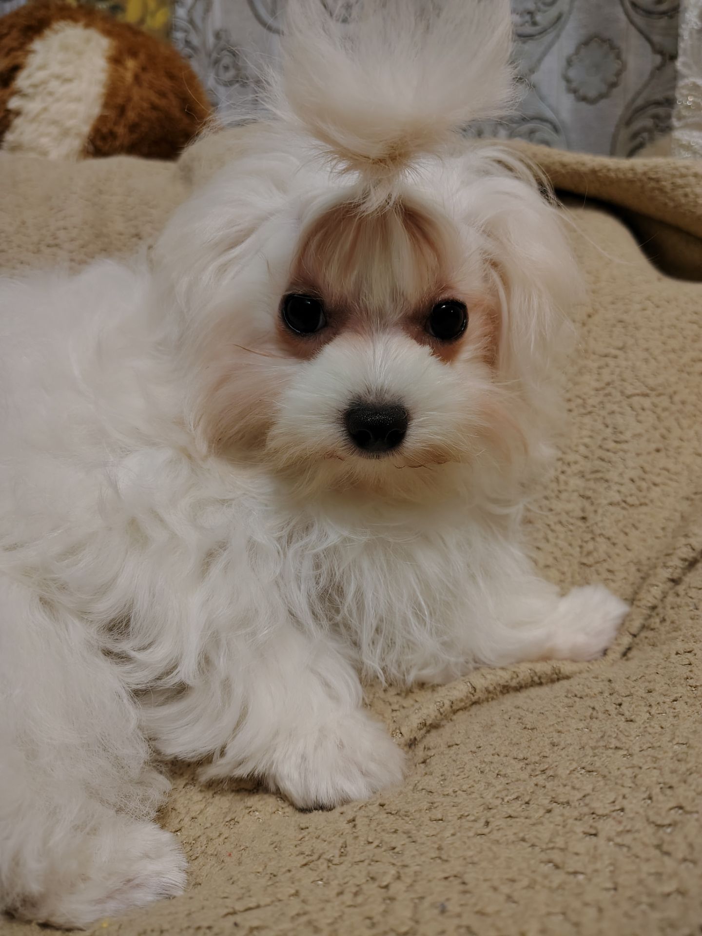 Цуценя мальтезе