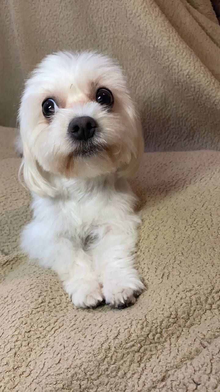 Цуценя мальтезе