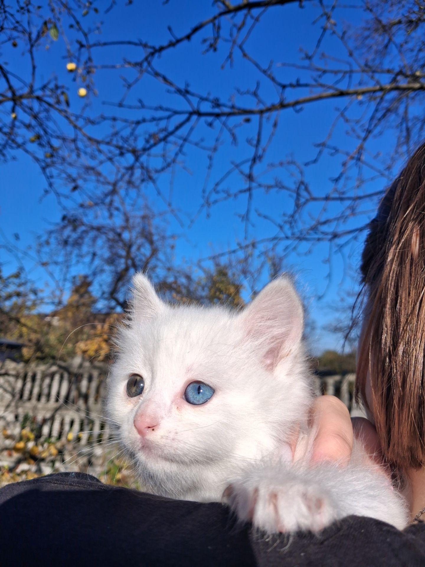 Кошенята Као-мані(метиси)