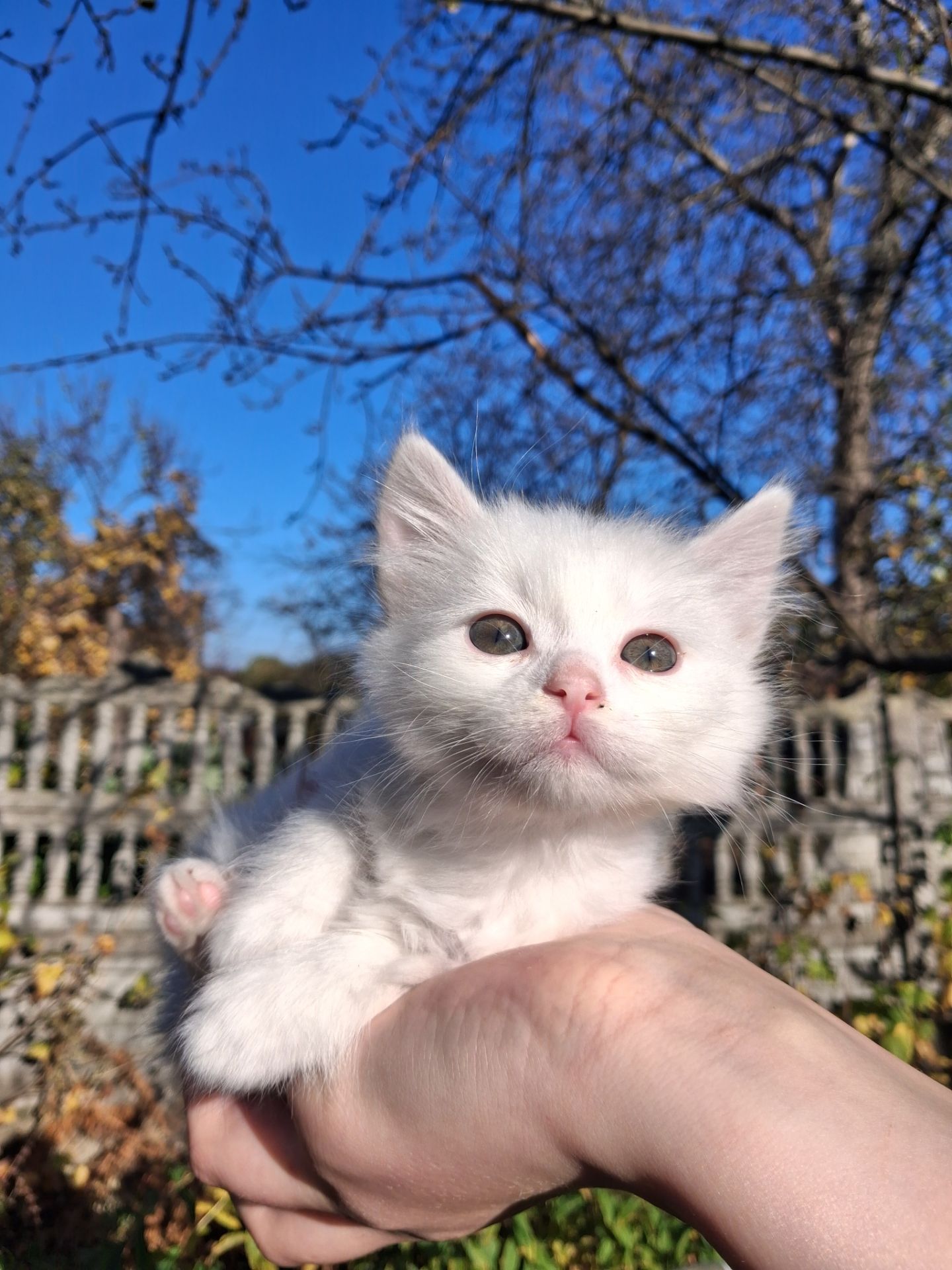 Кошенята Као-мані(метиси)