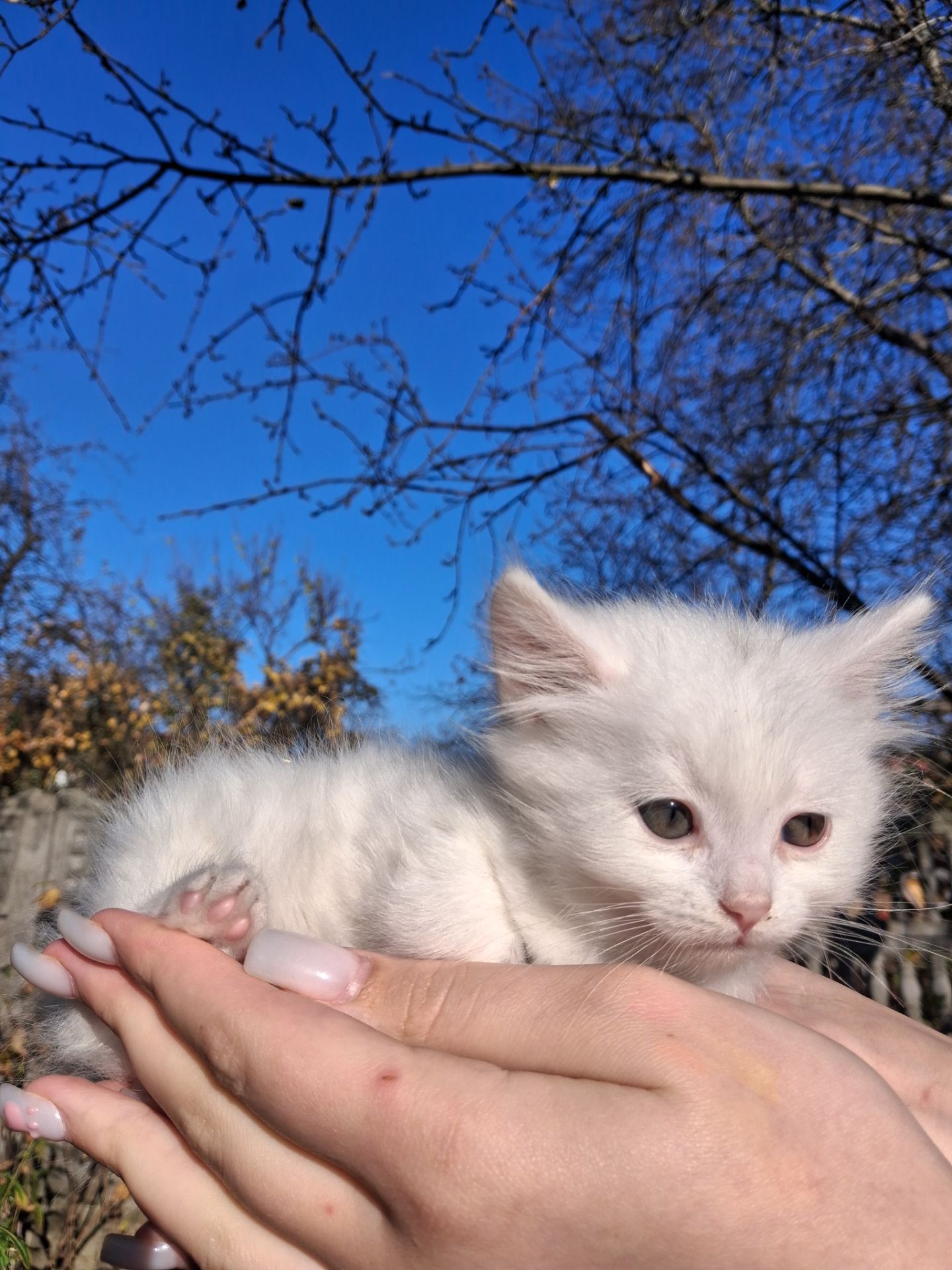 Кошенята Као-мані(метиси)