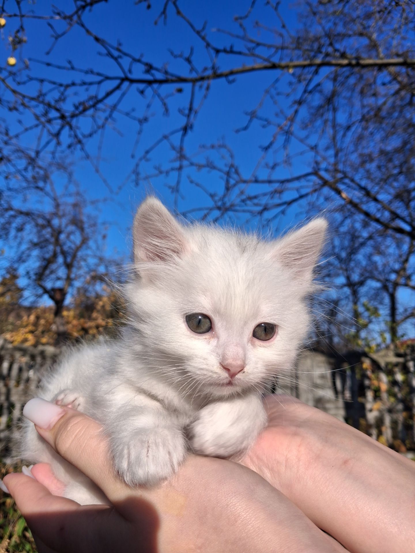 Кошенята Као-мані(метиси)