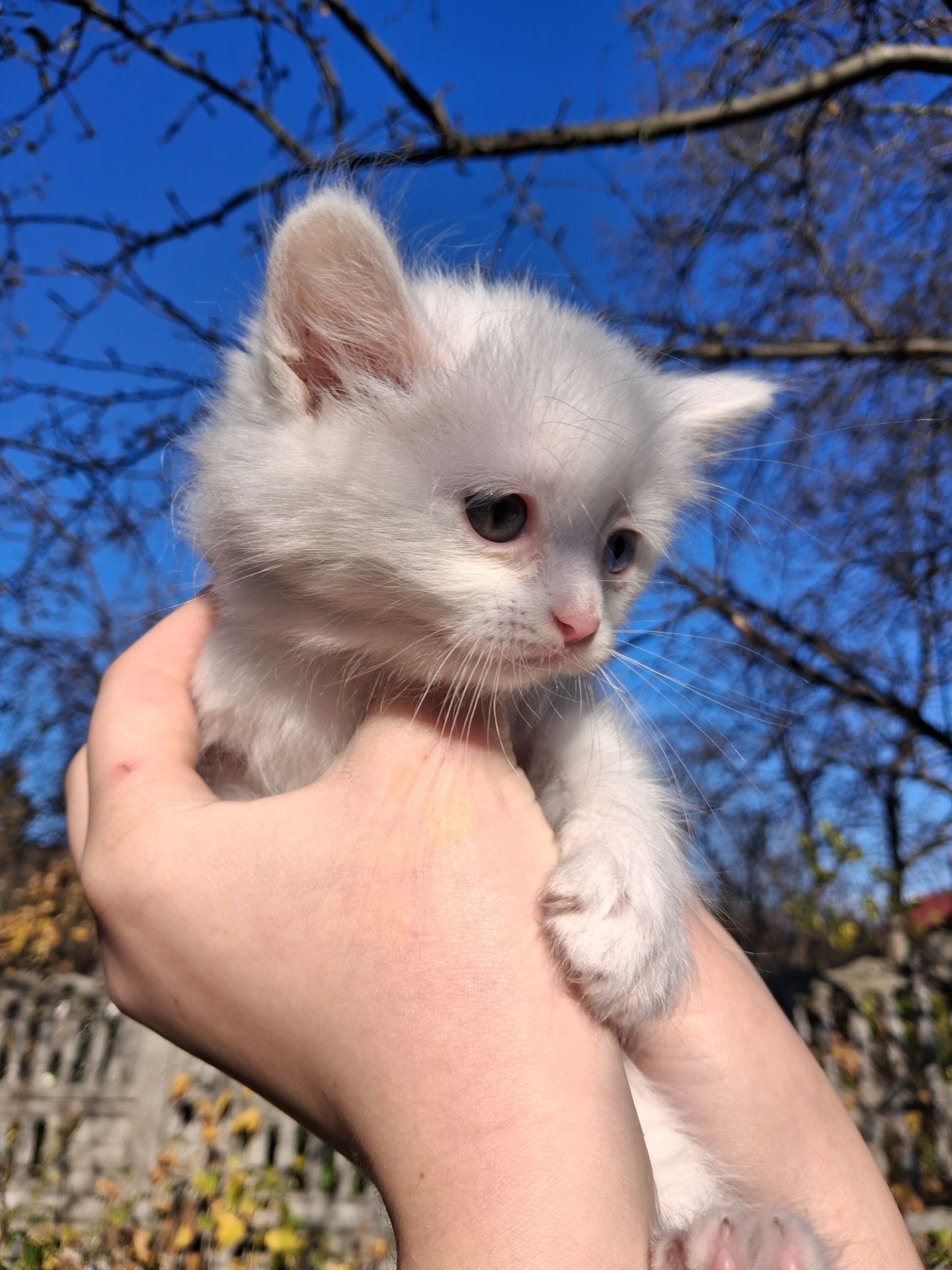 Кошенята Као-мані(метиси)