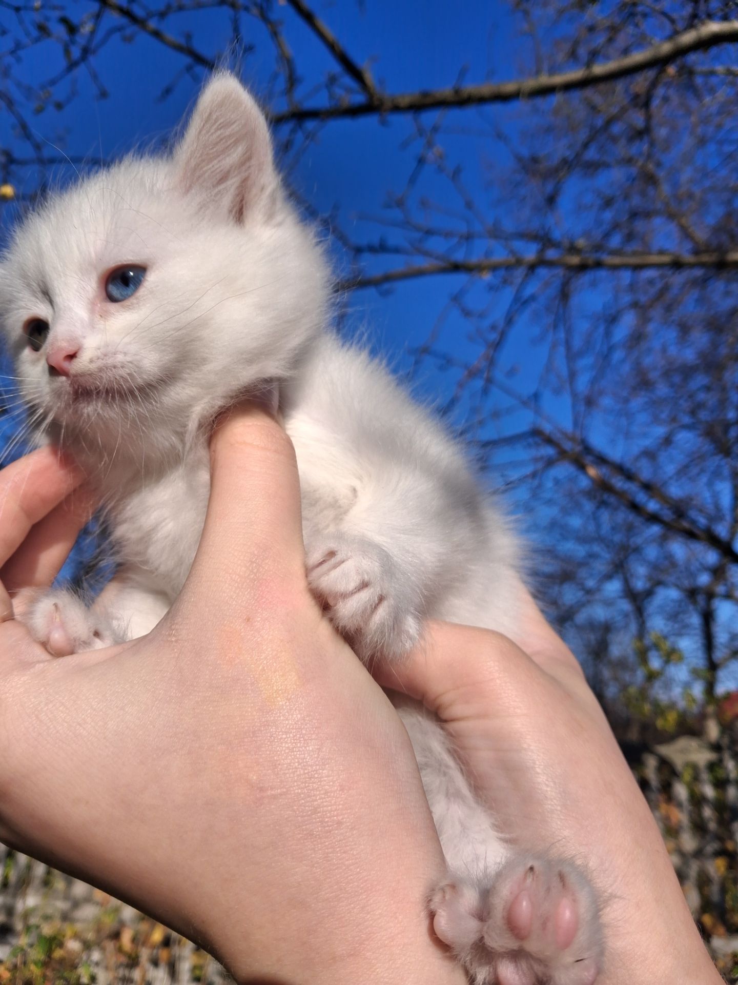 Кошенята Као-мані(метиси)