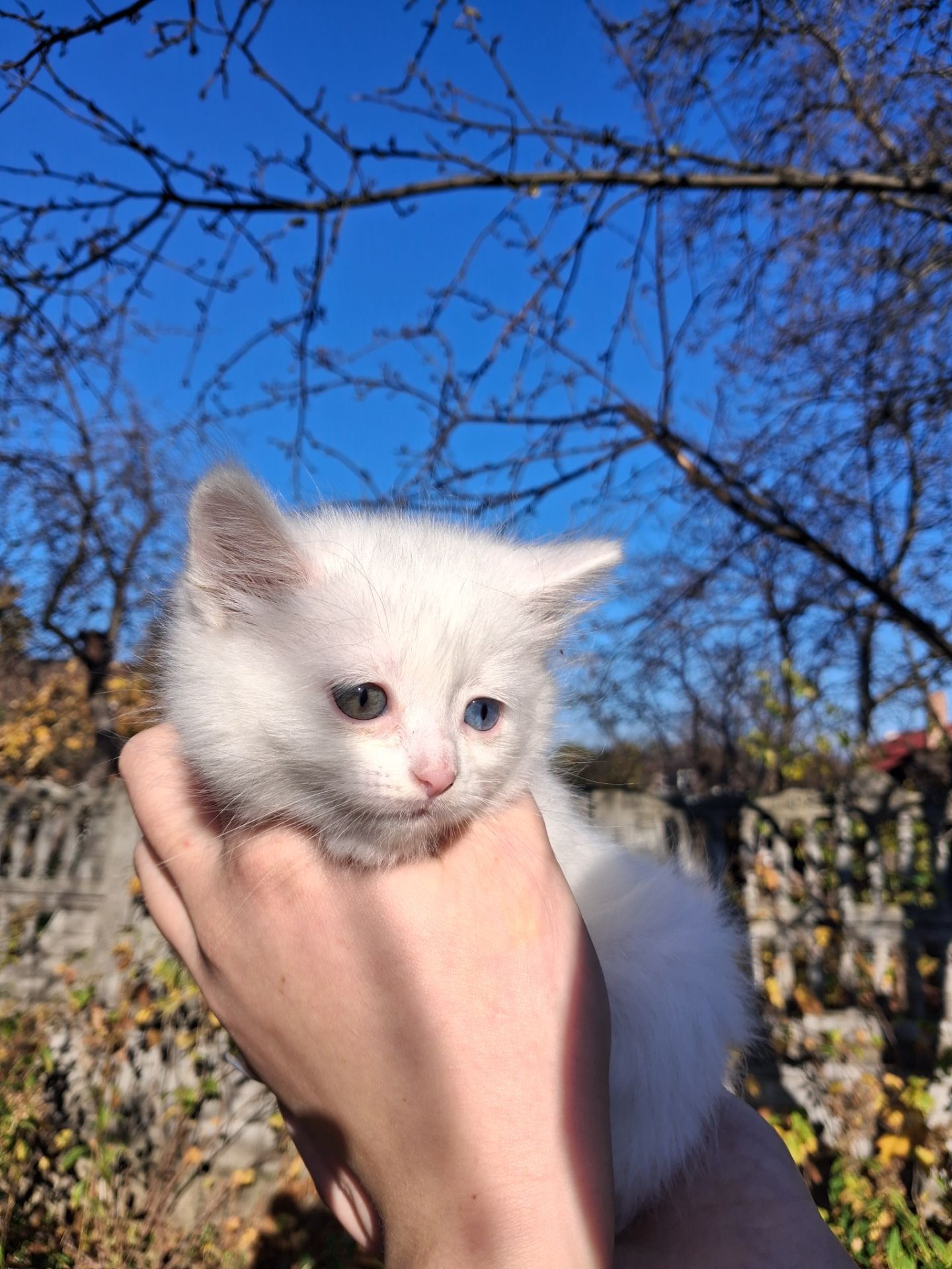 Кошенята Као-мані(метиси)