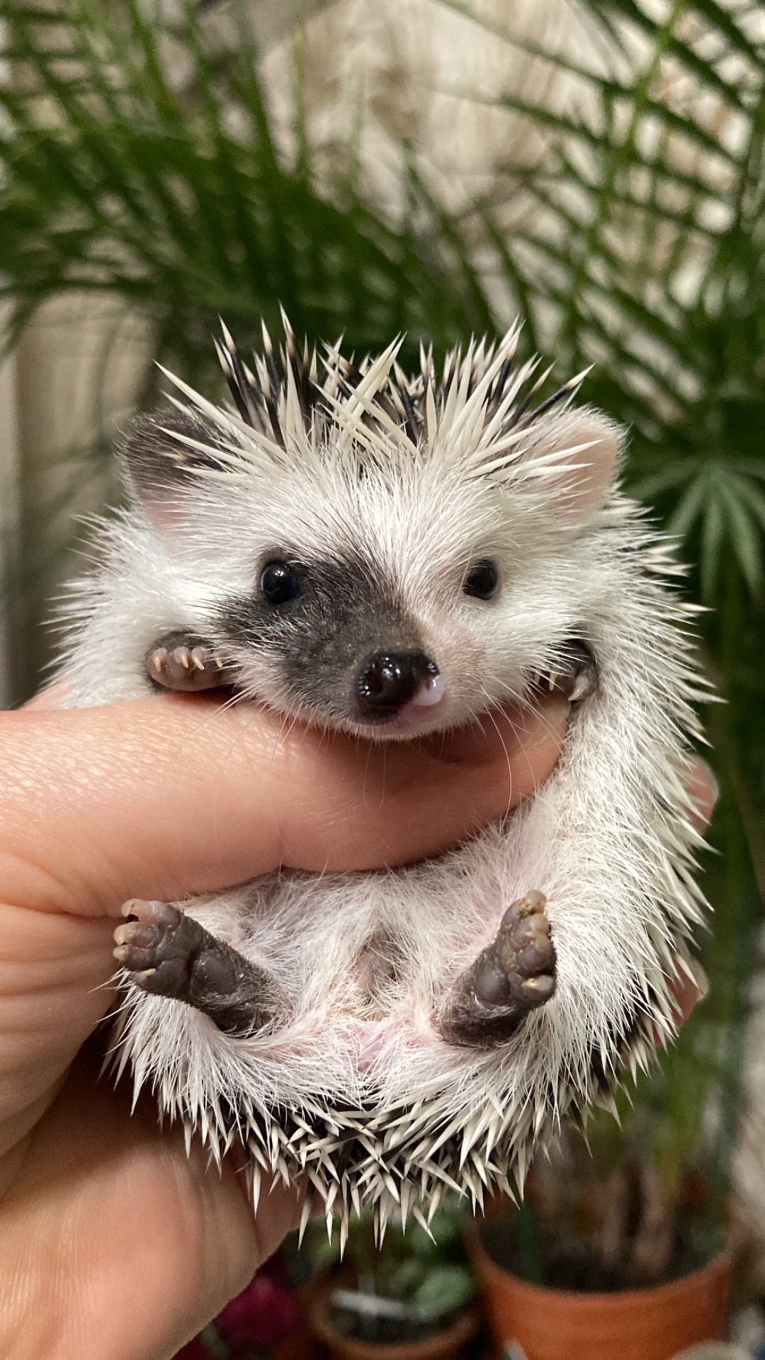 Їжак ежик карликовий африканський