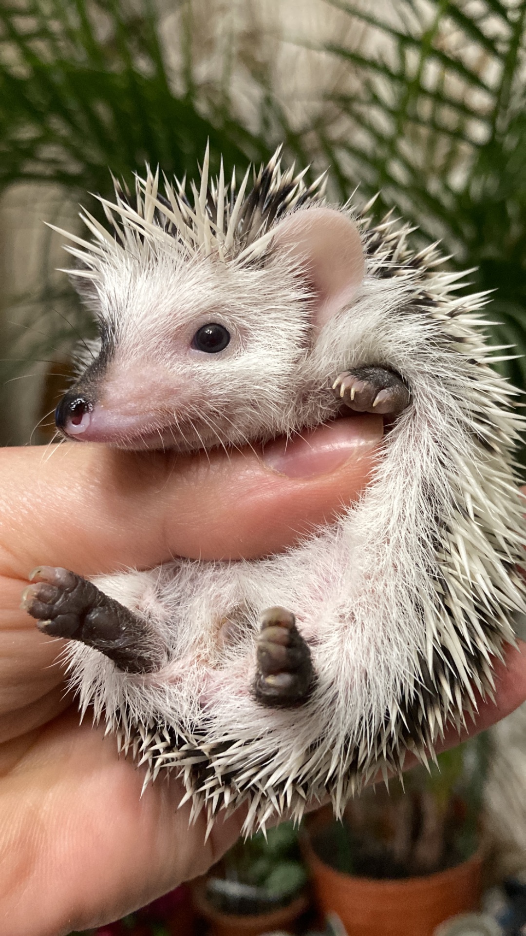 Їжак ежик карликовий африканський