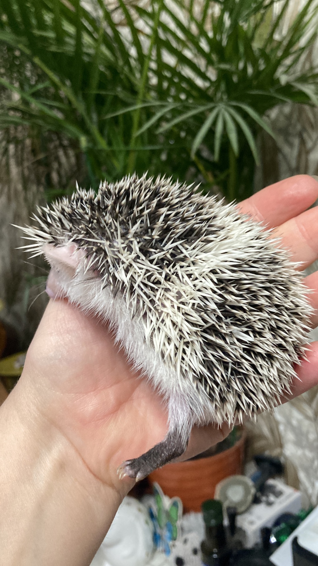 Їжак ежик карликовий африканський