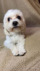 Цуценя мальтезе