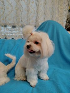 Цуценя мальтезе