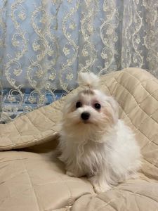 Цуценя мальтезе