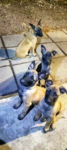 Цуценята бельгійської вівчарки (малінуа)