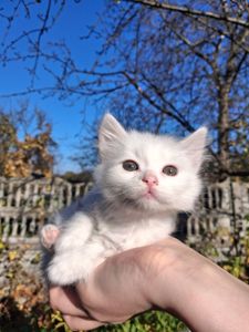 Кошенята Као-мані(метиси)