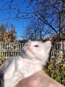 Кошенята Као-мані(метиси)