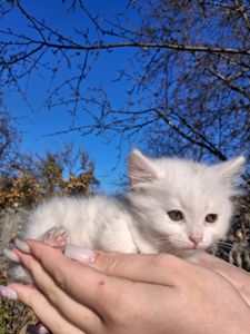 Кошенята Као-мані(метиси)