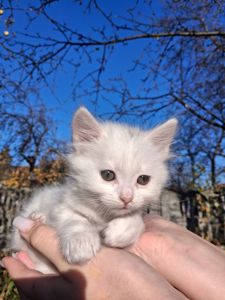 Кошенята Као-мані(метиси)