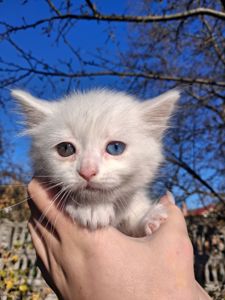 Кошенята Као-мані(метиси)