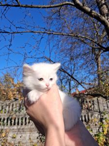 Кошенята Као-мані(метиси)