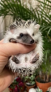 Їжак ежик карликовий африканський