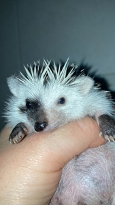 Їжак ежик карликовий африканський