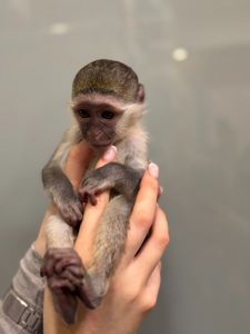 Верветка хлопчик