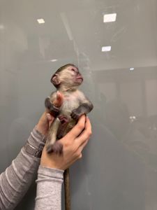 Верветка хлопчик