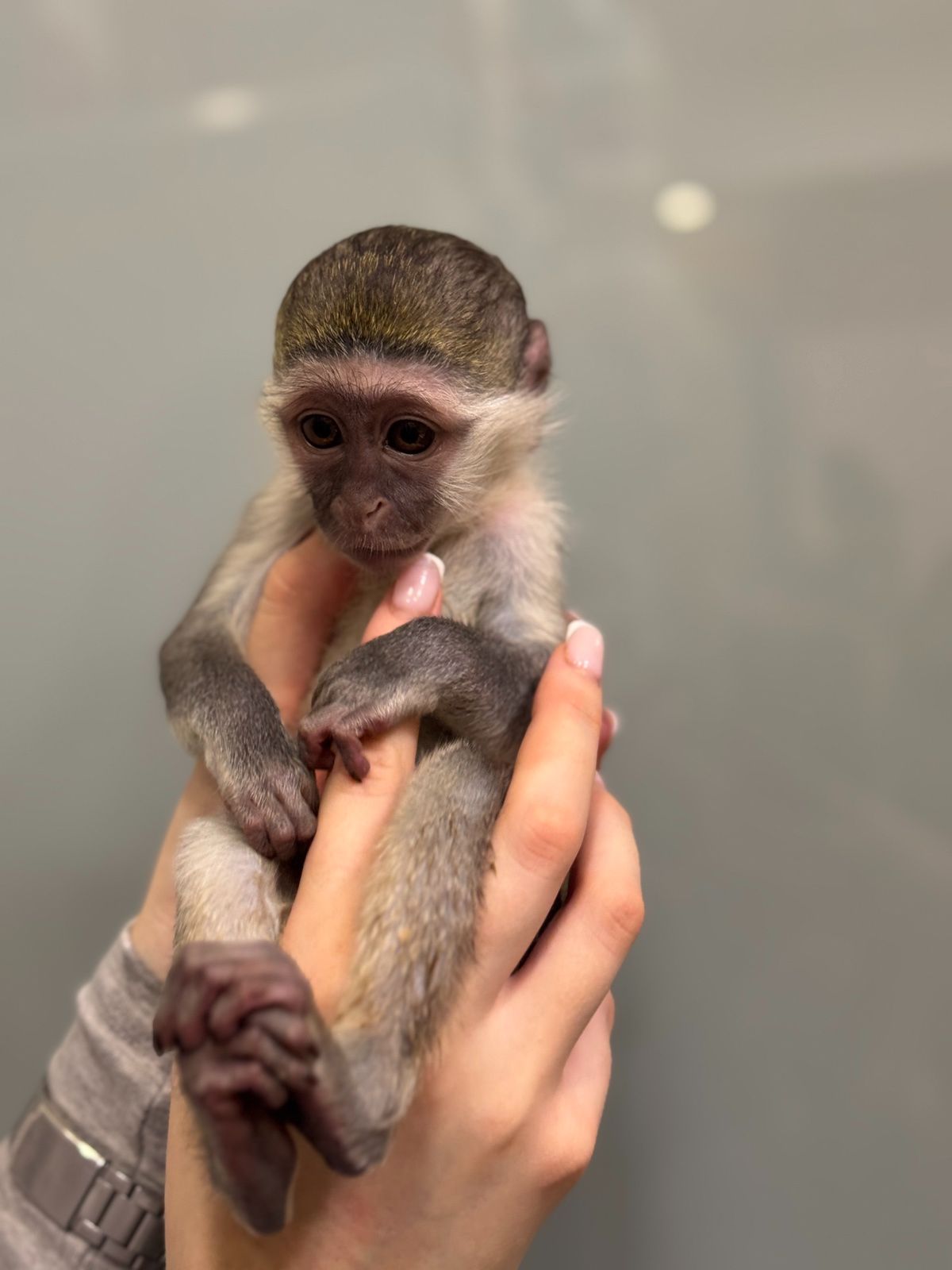 Верветка хлопчик