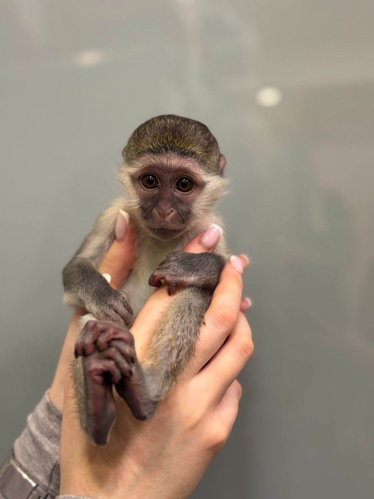 Верветка хлопчик