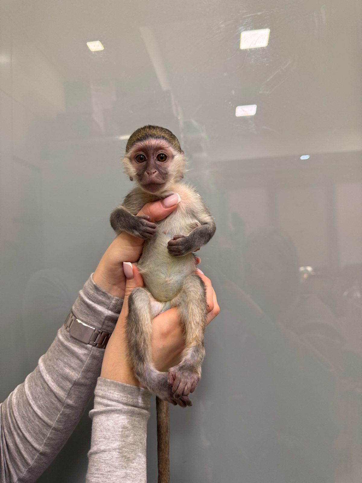 Верветка хлопчик