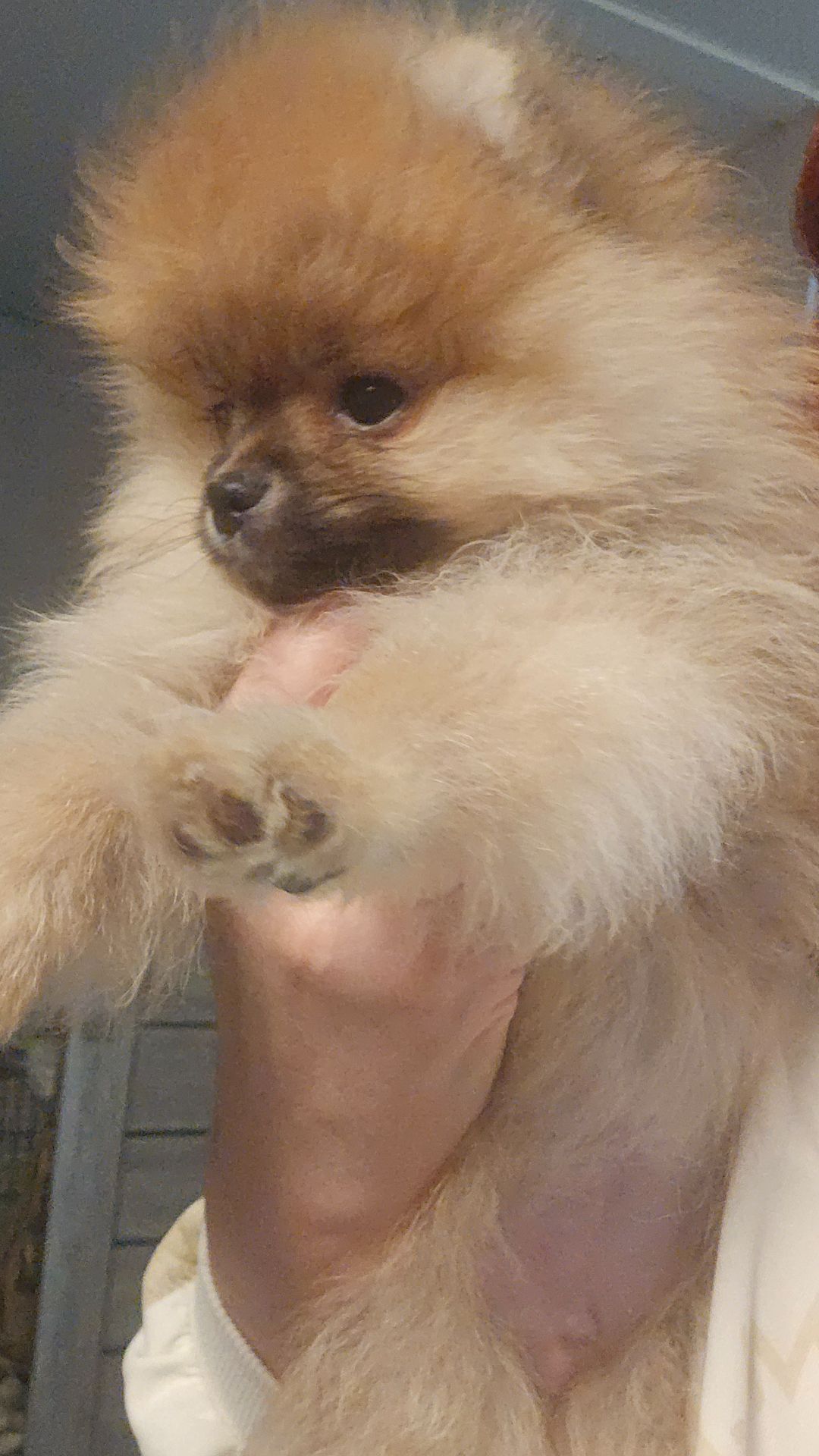 Хлопчик померанчик