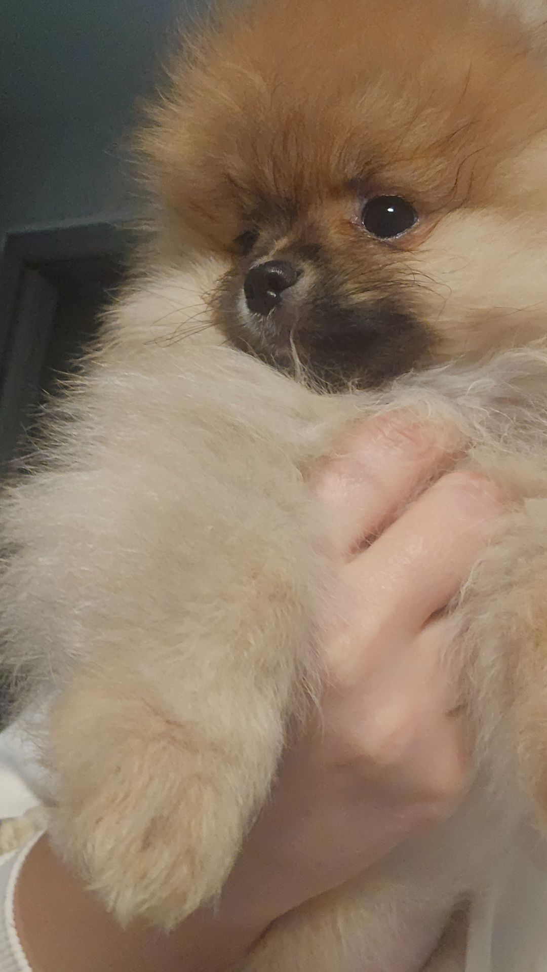 Хлопчик померанчик