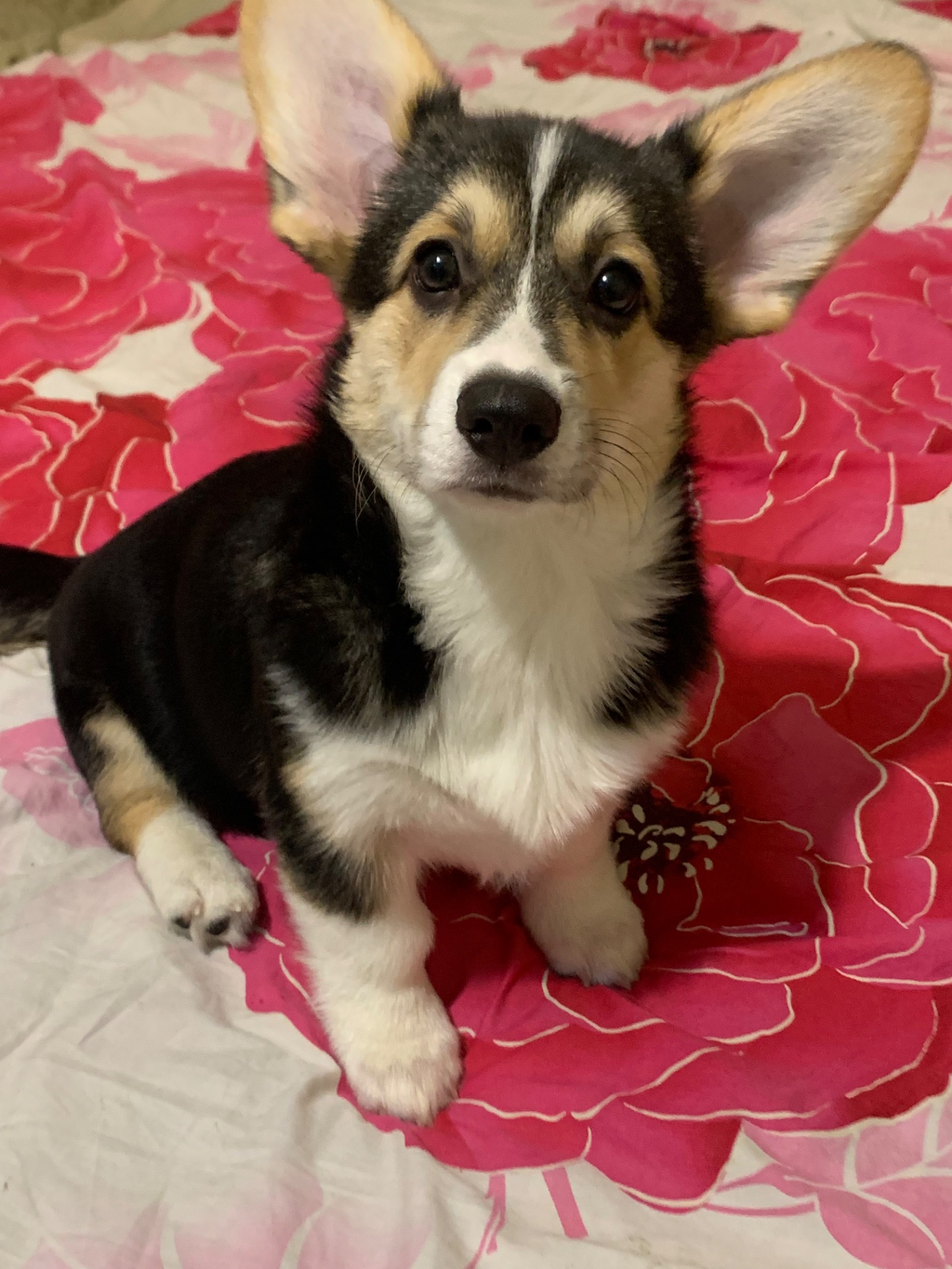 Цуценята Коргі