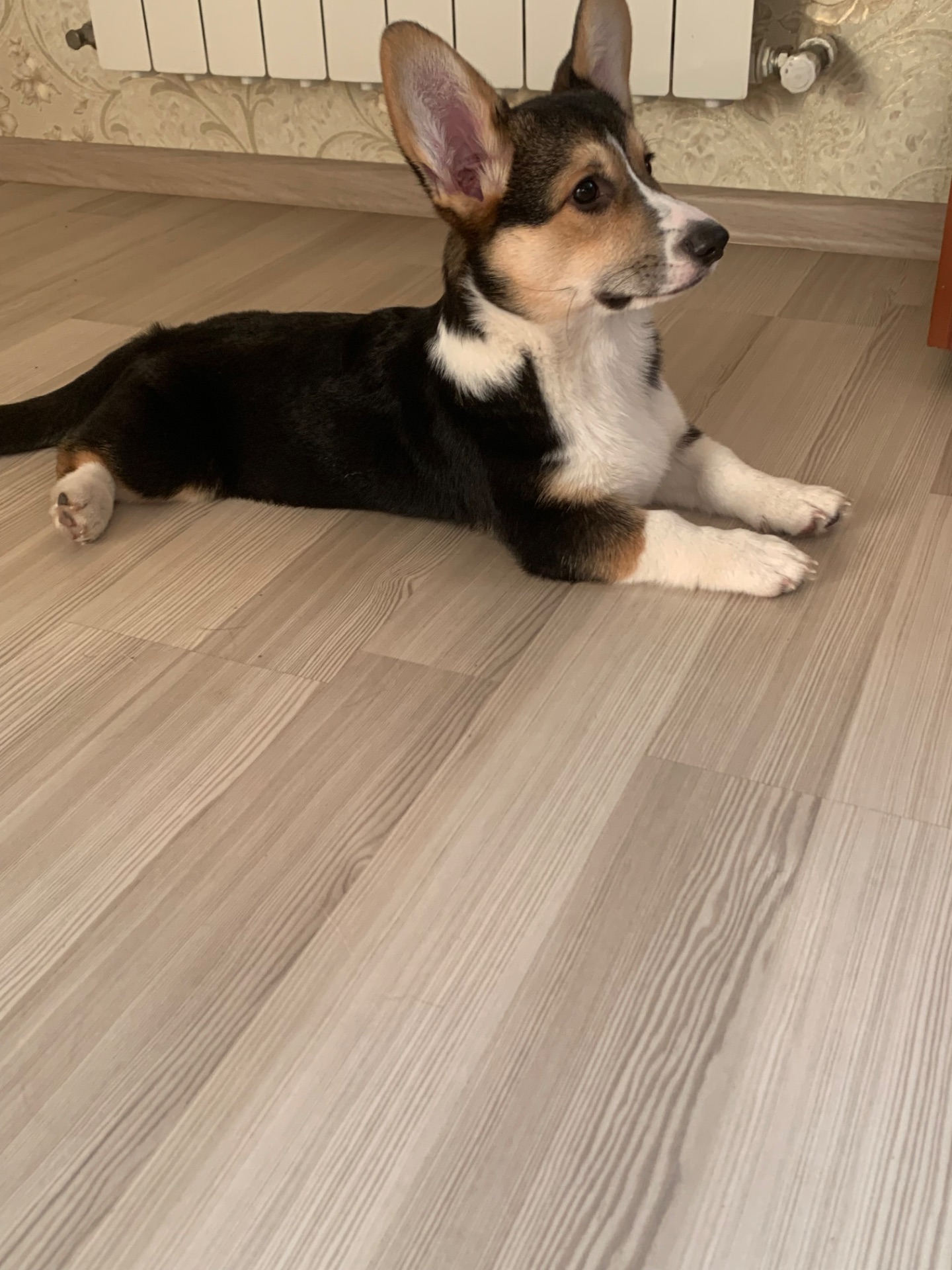 Цуценята Коргі